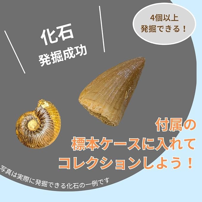 Amazon | 化石発掘体験キット（バラエティーセット）4個以上の化石入り